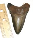 Giant Lower Angustidens Shark Tooth